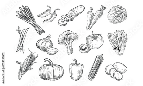 vegetables handdrawn collection
