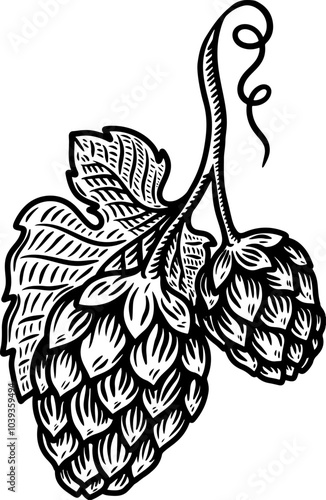 illustration of beer hop in engraving style. Design element for poster, label, sign, emblem, menu. Vector illustration