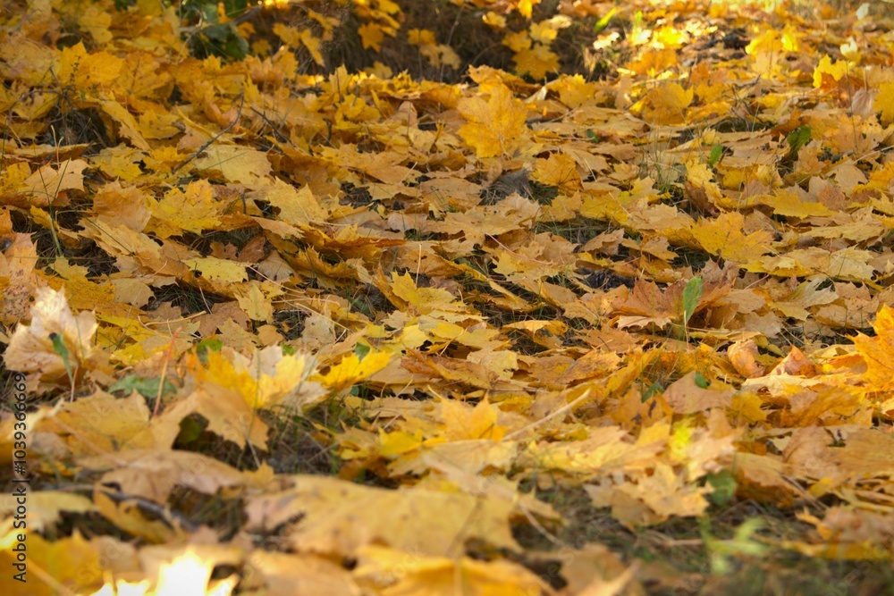 autumn maple leaf fall in forest park in sunny sunlight day autumn maple leaf fall in forest park in sunny sunlight day