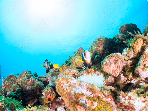 美しいイソギンチャク畑の可愛いクマノミ（クマノミ亜科）のペア他。 英名、学名：Yellowtail clownfish (Amphiprion clarkii) 静岡県伊豆半島賀茂郡南伊豆町中木ヒリゾ浜-2024年 