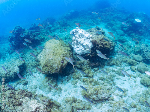 キビナゴの大群を襲う迫力あるカンパチ（アジ科）の群れ。 英名、学名：Greater Amberjack (Seriola dumerili) Silver-Stripe Round Herrings (Spratelloides gracilis) 静岡県伊豆半島賀茂郡南伊豆町中木ヒリゾ浜-2024年 