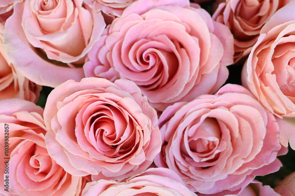 A Beautiful Ensemble of Pink Roses Assembly for Gorgeous Floral Decoration and Aesthetics A Beautiful Ensemble of Pink Roses Assembly for Gorgeous Floral Decoration and Aesthetics