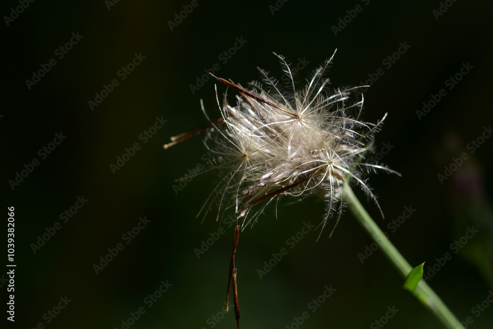 Fototapeta premium タムラソウの種