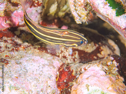 水中洞窟にいる毒を持つ美しいヌノサラシ（ハタ科）の幼魚。
英名、学名：Goldenstriped soapfish (Grammistes sexlineatus)
静岡県伊豆半島賀茂郡南伊豆町中木ヒリゾ浜-2024年
 photo