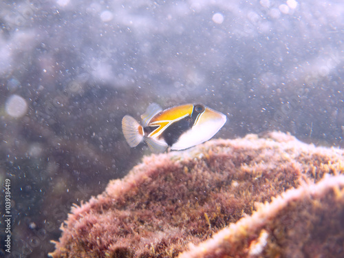 可愛いタスキモンガラ（モンガラカワハギ科）の幼魚他。波打ち際にいる。
ハワイの国魚である。
英名、学名：Wedge-tail triggerfish, Rhinecanthus rectangulus, Humuhumunukunukuapua'a
静岡県伊豆半島賀茂郡南伊豆町中木ヒリゾ浜-2024年
 photo