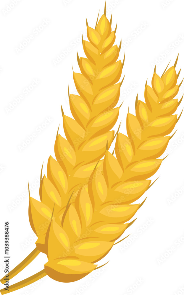 Ears of rice on white background. Vector illustration. Ears of rice on white background. Vector illustration.
