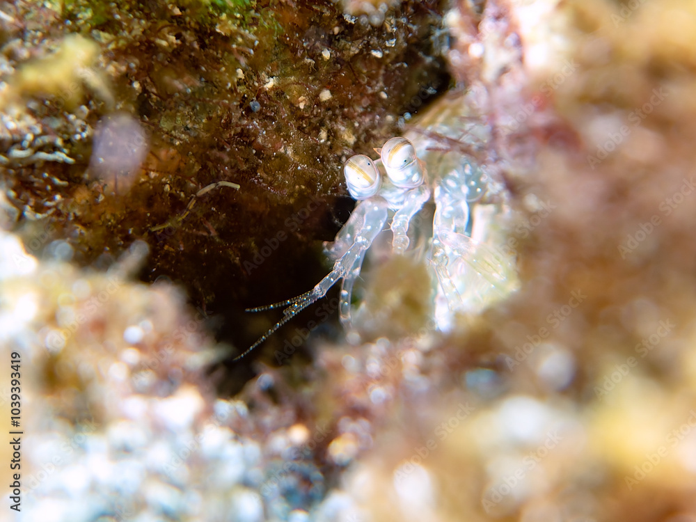 透明で美しいフトユビシャコ(フトユビシャコ科)の幼体。
英名、学名:Mantis shrimp, Gonodactylus chiragra
静岡県伊豆半島賀茂郡南伊豆町中木ヒリゾ浜-2024年
透明で美しいフトユビシャコ(フトユビシャコ科)の幼体。
英名、学名:Mantis shrimp, Gonodactylus chiragra
静岡県伊豆半島賀茂郡南伊豆町中木ヒリゾ浜-2024年