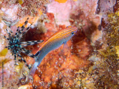 可愛いメガネスズメダイ（スズメダイ科）の幼魚他。
英名、学名：Speckled damsel (Pomacentrus bankanensis)
静岡県伊豆半島賀茂郡南伊豆町中木ヒリゾ浜-2024年
 photo