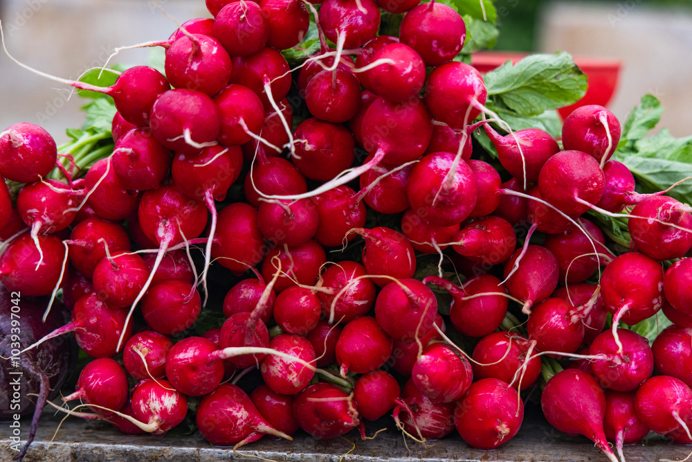 Fresh Radish in open market, India Fresh Radish in open market, India