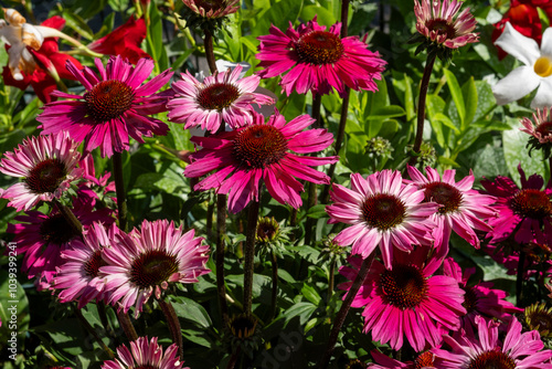 A beautiful bunch of vibrant pink flowers is currently blooming and thriving in a wellmaintained garden area, creating a stunning sight