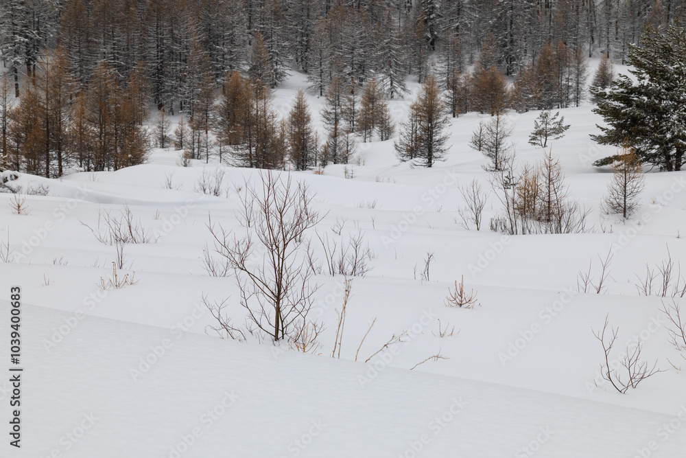 winter landscape with snow; mountains and pine forest in the background; snowy weather and clouds