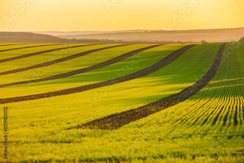 Green field under blue sky with white clouds. Green meadow. Cultivated agricultural field in the countryside.