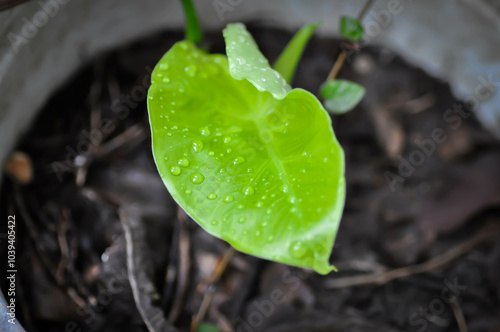 Alocasia, Alocasia macrorrhizos or Alocasia plant and rain droplet or dew drop photo