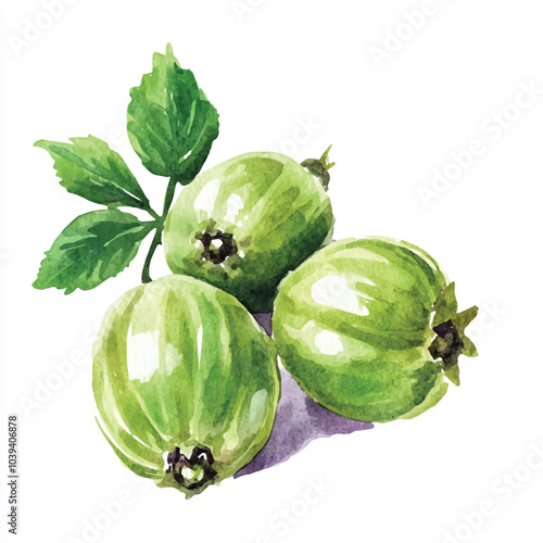 Cape gooseberry fruit watercolor clipart illustration