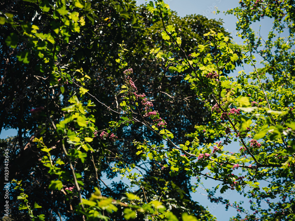 Fototapeta premium Spring in the park