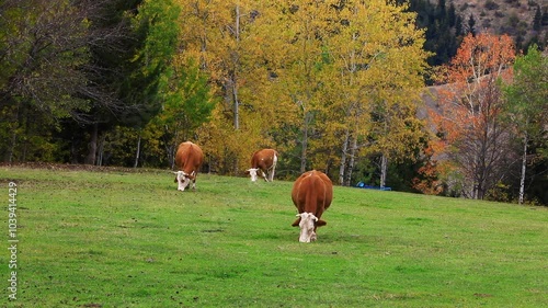 BREEDING COWS AND PROVIDING THEIR NATURAL NUTRITION, LIVESTOCK BREEDING