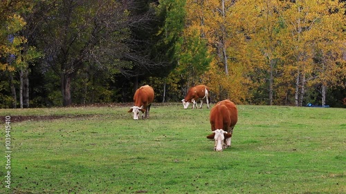 BREEDING COWS AND PROVIDING THEIR NATURAL NUTRITION, LIVESTOCK BREEDING
