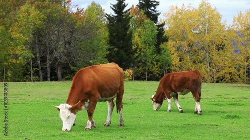 BREEDING COWS AND PROVIDING THEIR NATURAL NUTRITION, LIVESTOCK BREEDING