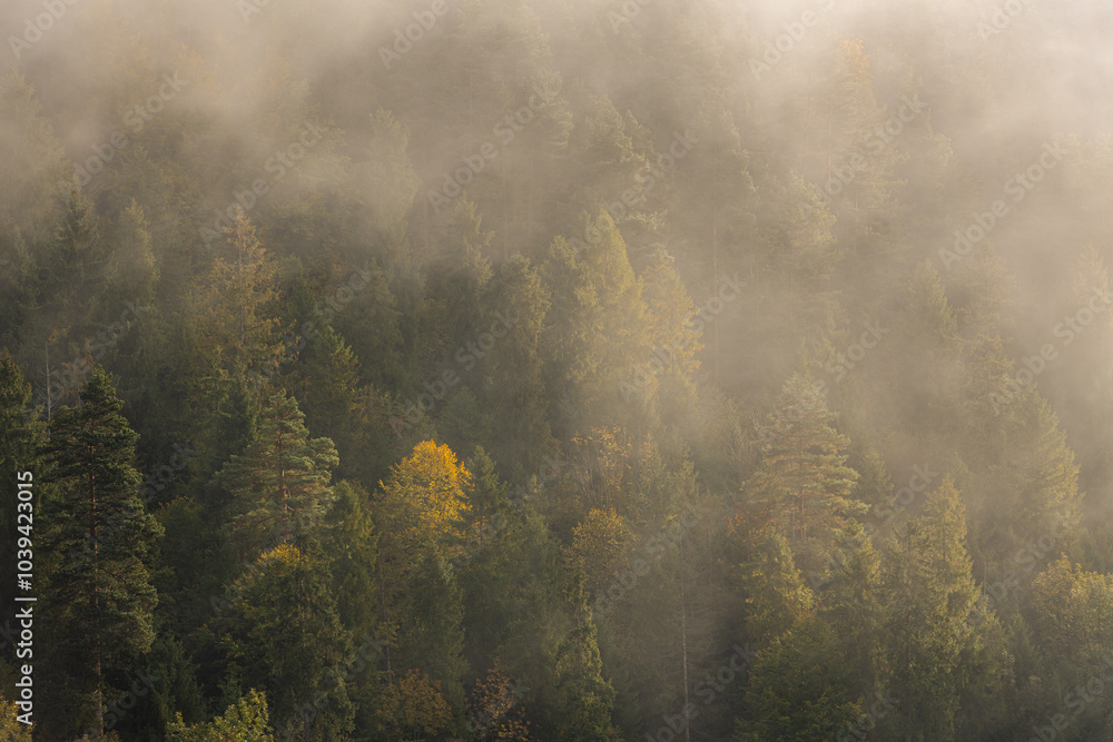 Naklejka premium Autumn Trees in Dense Fog Creating a Moody and Serene Scene