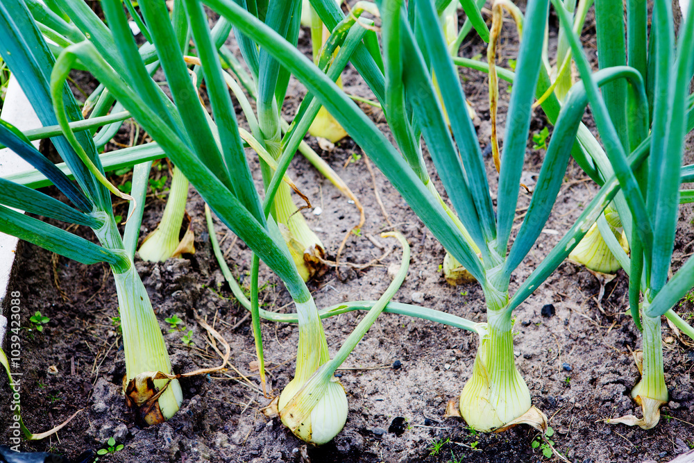 Obraz premium Green onions grow in the garden. Growing green onions in a garden in the open ground in summer.