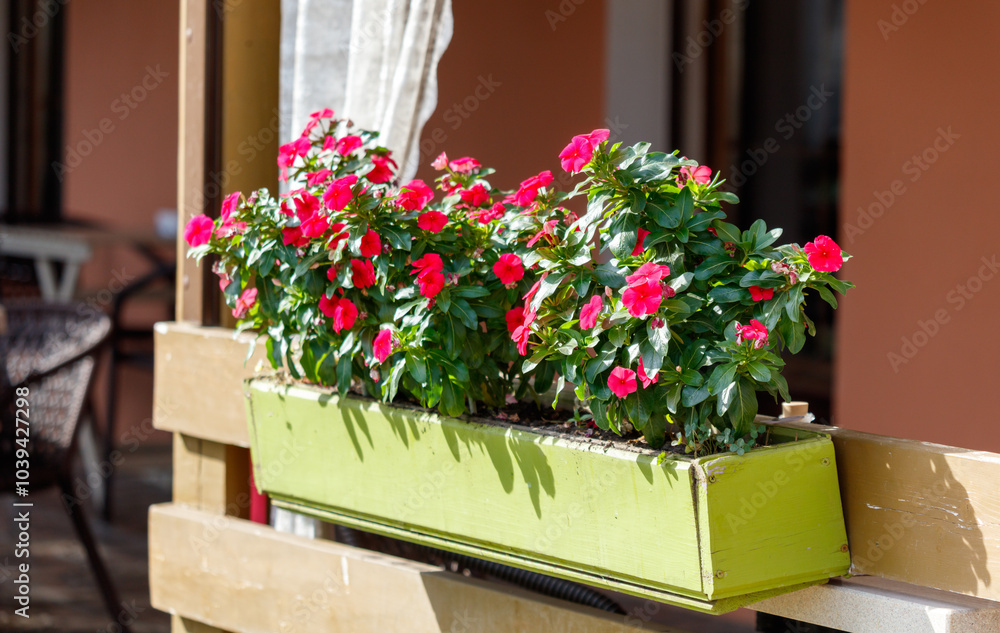 Fototapeta premium A green planter with red flowers sits on a wooden railing