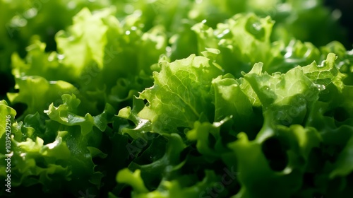 Fresh, green lettuce leaves, a healthy and organic ingredient for salads and vegetarian dishes