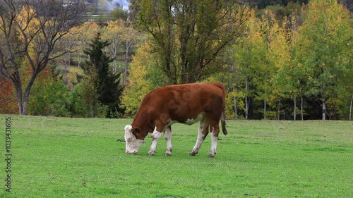 BREEDING COWS AND PROVIDING THEIR NATURAL NUTRITION, LIVESTOCK BREEDING