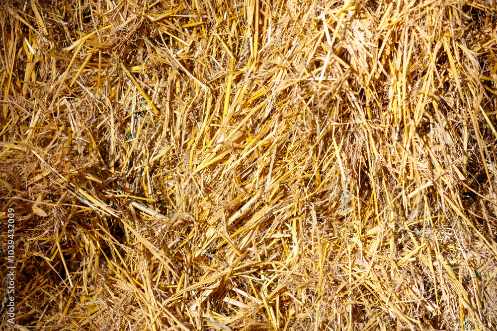 A close up of dry straw with a yellowish color A close up of dry straw with a yellowish color