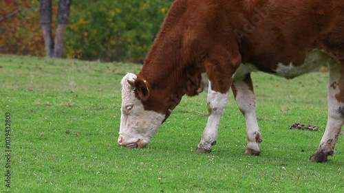 BREEDING COWS AND PROVIDING THEIR NATURAL NUTRITION, LIVESTOCK BREEDING