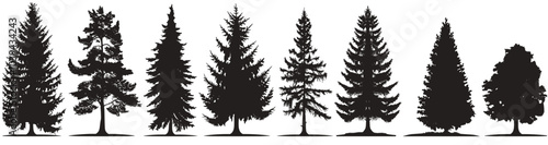Silhouettes of various coniferous trees against a white background, showcasing diverse pine tree shapes and forms.