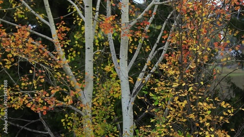 Color beauty of the autumn season
