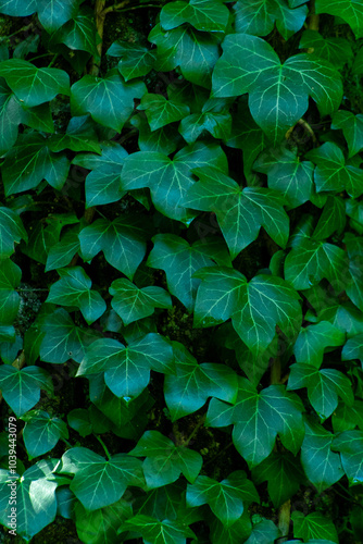 Ivy leaves. Green leafy background. Botanical plant