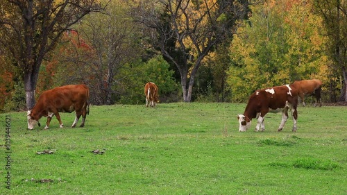 BREEDING COWS AND PROVIDING THEIR NATURAL NUTRITION, LIVESTOCK BREEDING