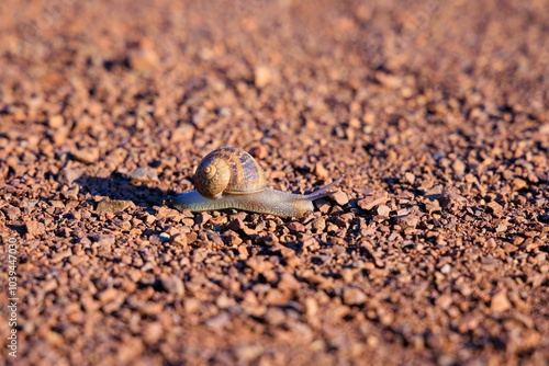 Closeup of cute snail moving at a slow pace over small rocks on dry red ground photo