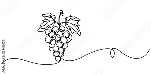 Continuous Line Drawing Of Grapes On A Transparent background, Vector illustration of grape isolated on white background. For kids coloring book, Winery Grapes Thin Line Icon On A Transparent