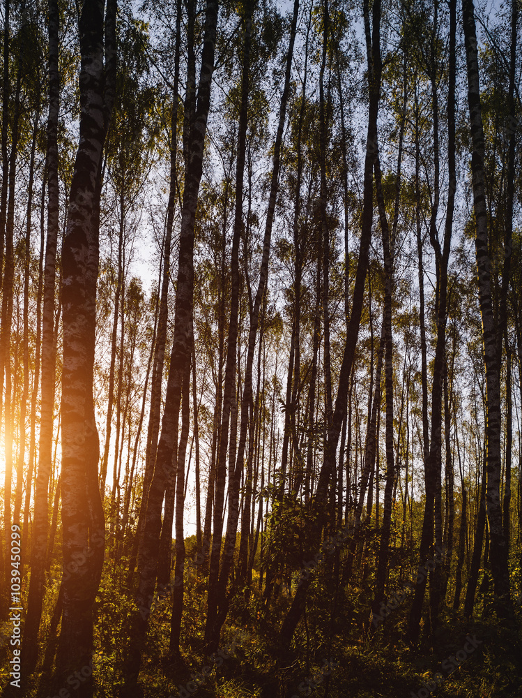 Fototapeta premium Birch grove with golden leaves in golden autumn, illuminated by the sun at sunset or dawn. Aesthetics of vintage film.
