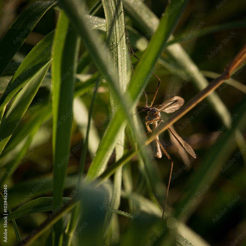 MARSH CRANE FLY (Tipula paludosa) - A large insect in the grass in drops of morning dew
MARSH CRANE FLY (Tipula paludosa) - A large insect in the grass in drops of morning dew
