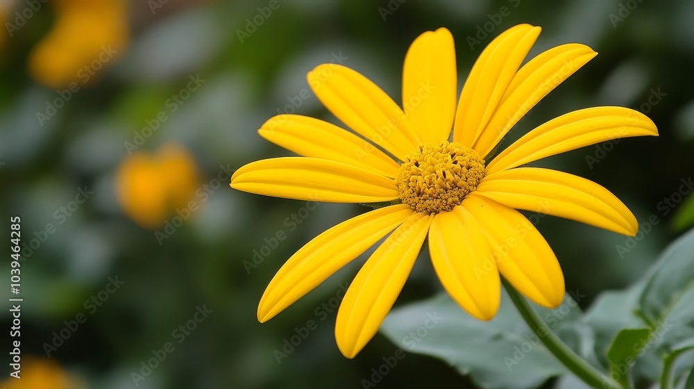 A tight shot of a yellow flower with distinct green leaves against a softly blurred backdrop of similar blooms A tight shot of a yellow flower with distinct green leaves against a softly blurred backdrop of similar blooms