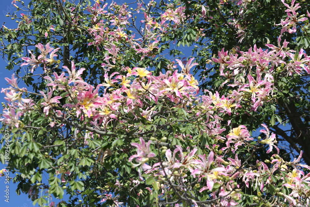 blooms of silk floss tree (Ceiba speciosa) blooms of silk floss tree (Ceiba speciosa)