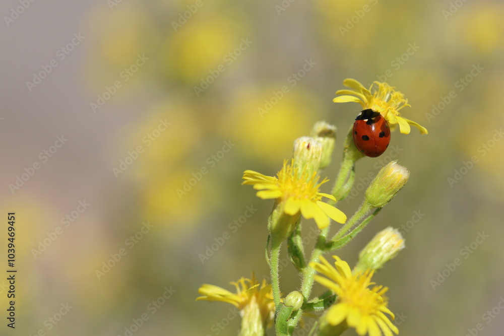 close up of seven spotted ladybug close up of seven spotted ladybug