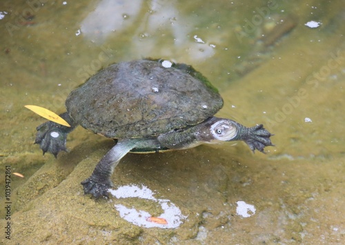 Eastern Long-necked Turtle (Chelodina longicollis), Moonlit Sanctuary, Pearcedale, Melbourne, Victoria, Australia.