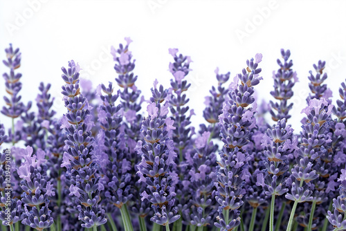 Vibrant lavender flowers in full bloom under bright daylight showcasing their stunning purple hues in a serene garden setting