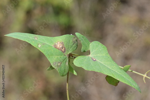 Stranglewort (Cynanchum acutum) plant in the field photo