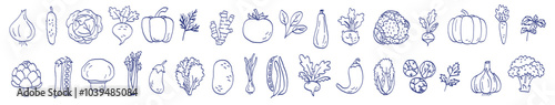 Vegetable sketch. Onion, garlic, tomato, cucumber and carrot. Beets, pepper, potato and cabbage. Radish, eggplant, pumpkin, spinach, artichoke and mushroom. Hand drawn blue pen or marker drawing