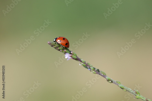 close up of seven spotted ladybug photo