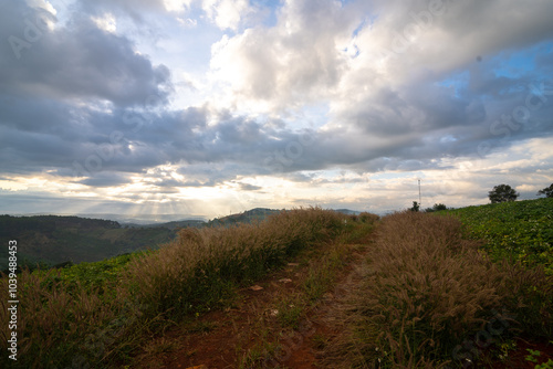 The flowers of the weasel tail fly in the bright wind