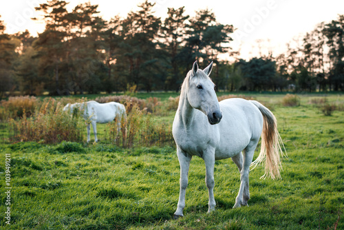 Obraz na plátně White horses grazing grass on meadow during sunset