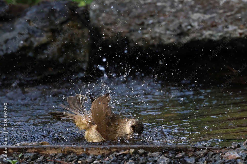 Fototapeta premium Streak-eared Bulbul is playing happily in the pond.