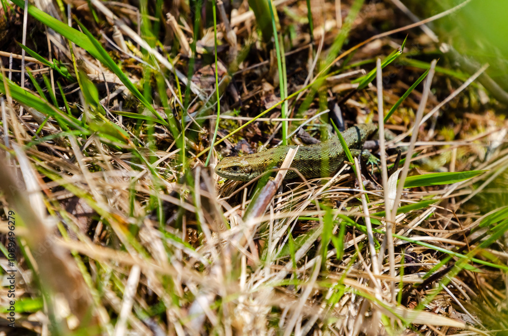 Lizard camouflaged in wetland grasses, captured from a low angle in a quiet marshy environment, horizontal, close up. Lizard camouflaged in wetland grasses, captured from a low angle in a quiet marshy environment, horizontal, close up.