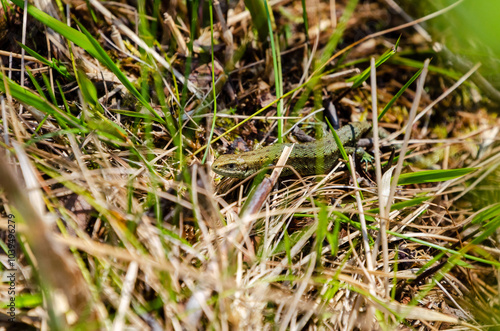 Lizard camouflaged in wetland grasses, captured from a low angle in a quiet marshy environment, horizontal, close up.